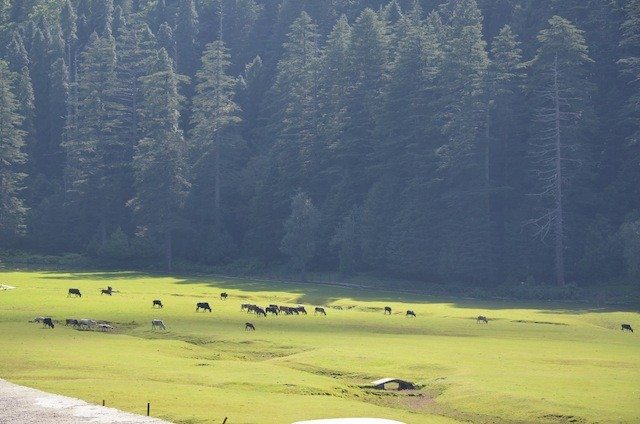 Another view of Khajjiar