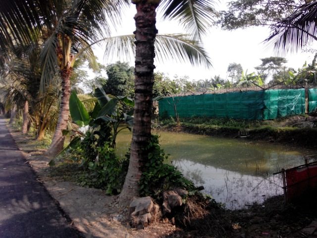 Betel leaf (Paan) cultivation 