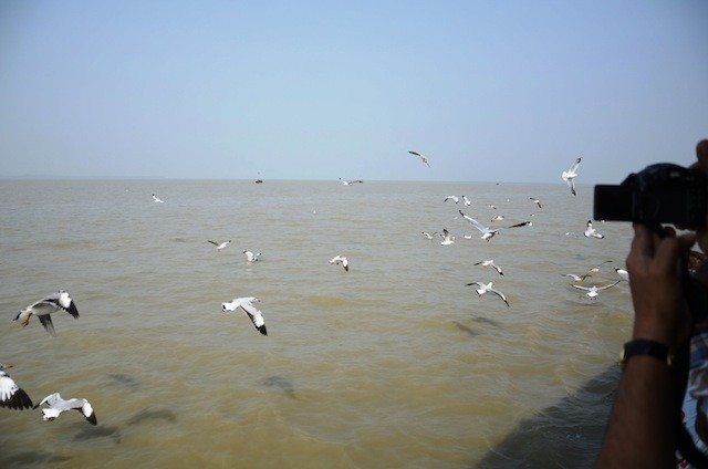 Seaguls continued to travel with us giving much pleasure to the pilgrims