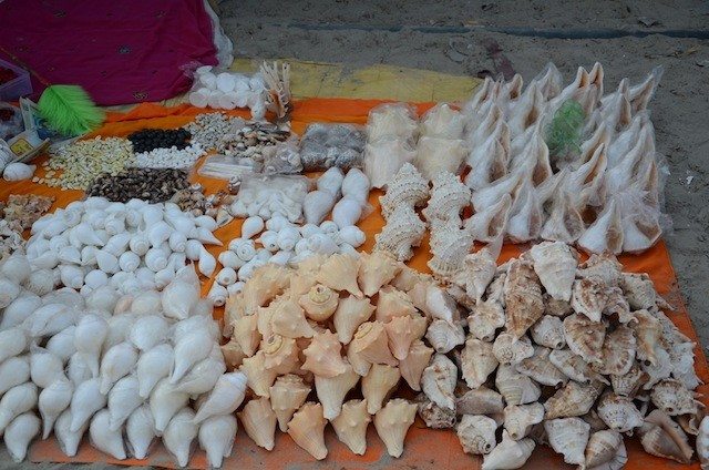 Blowable conches in different sizes and shape