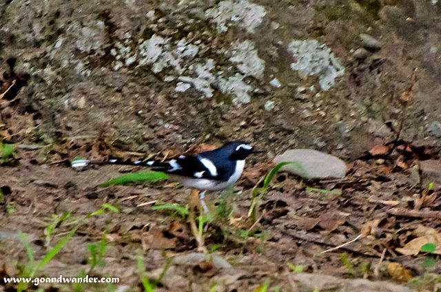 Slaty back forktail