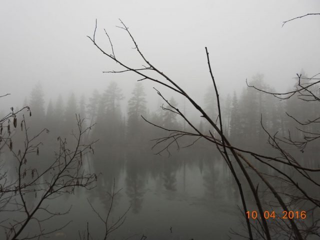 Woods Lake Manzanita
