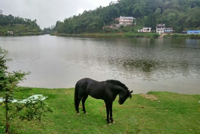 Lone ponny by the side of lake