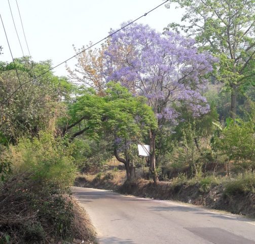 A Beautiful Road in Bhimtal