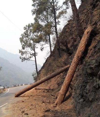 Trees on the Road to Neeb Karori Temple